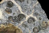 Ammonite (Promicroceras) Cluster - Marston Magna, England #176362-1